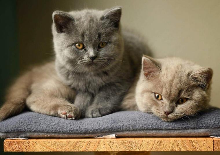 Mèo British Shorthair