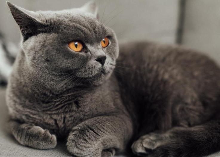 Mèo British Shorthair