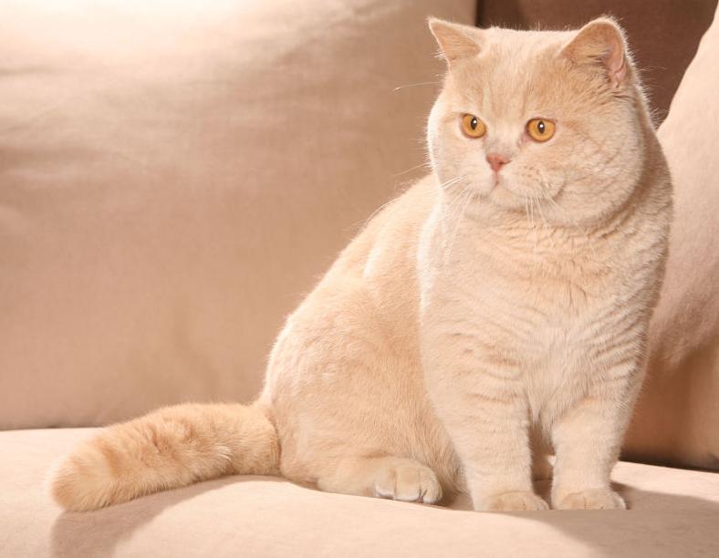 Mèo British Shorthair