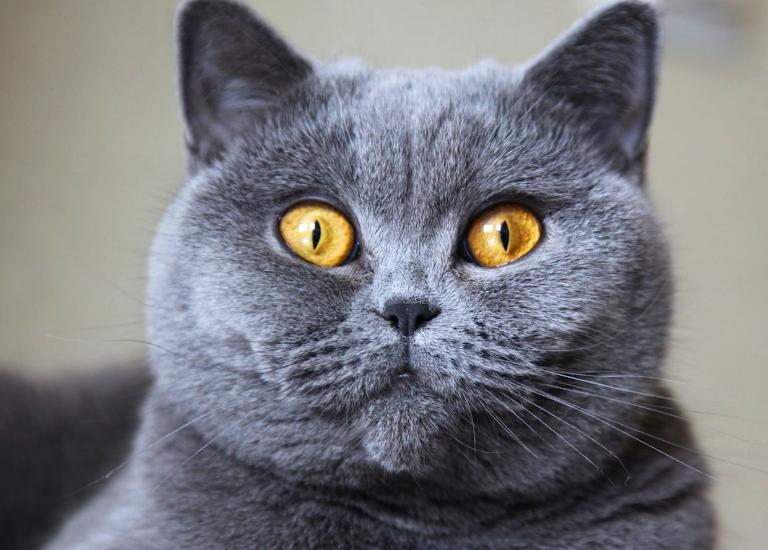 Mèo British Shorthair