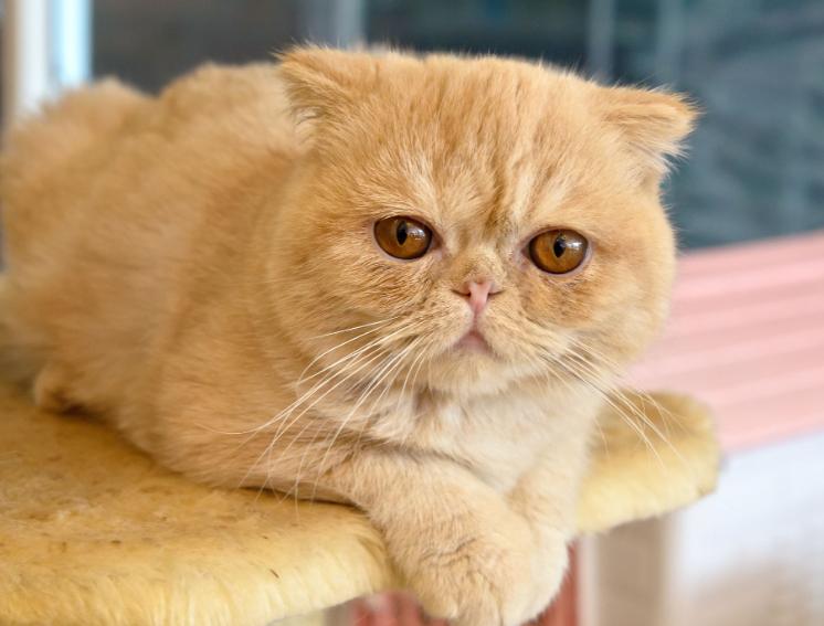 Mèo Exotic Shorthair