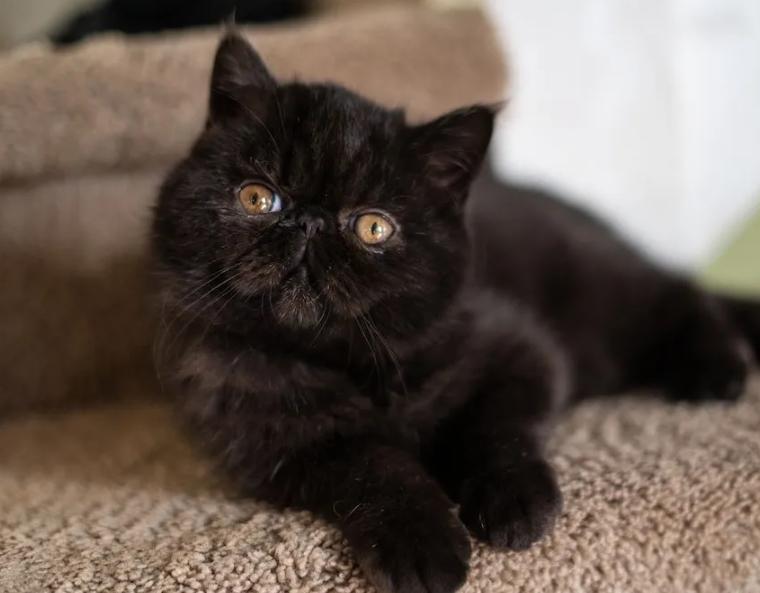 Mèo Exotic Shorthair