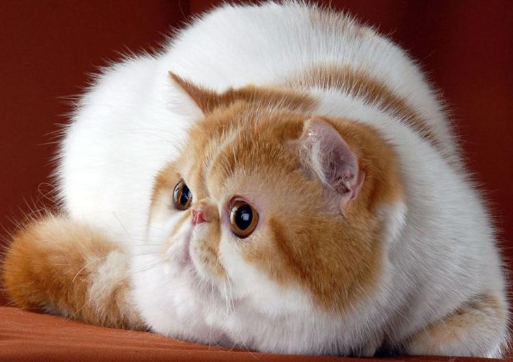 Mèo Exotic Shorthair