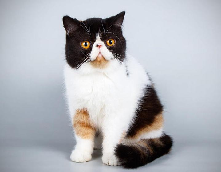 Mèo Exotic Shorthair