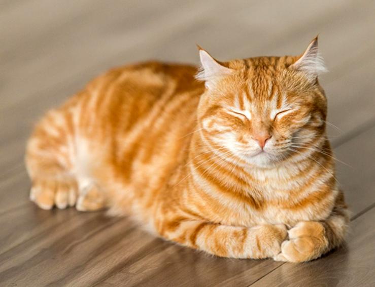 Mèo Mướp