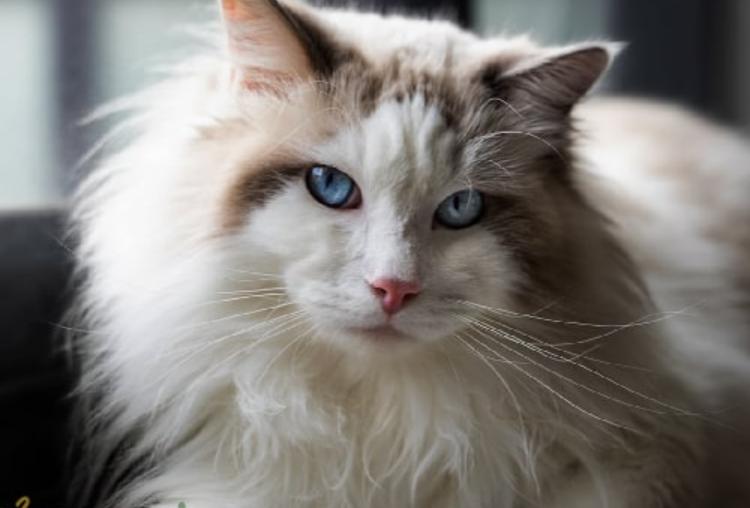 Mèo Ragdoll
