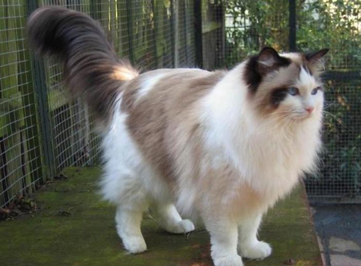 Mèo Ragdoll
