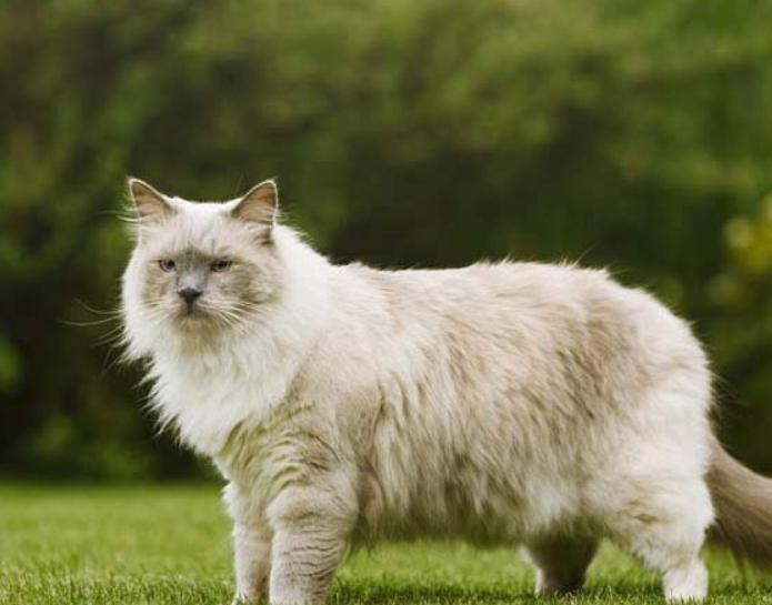 Mèo Ragdoll