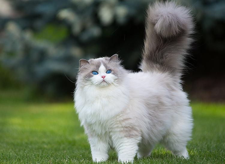 Mèo Ragdoll