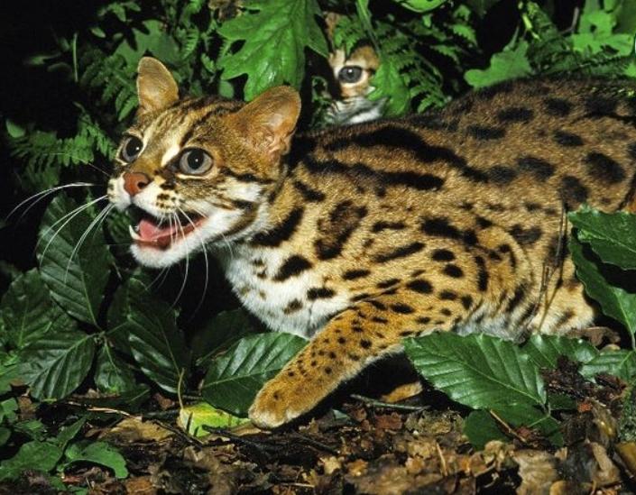Mèo Rừng Châu Á – Thông Tin Đặc Điểm, Hành Vi, Cách Săn Mồi & Bảo Tồn