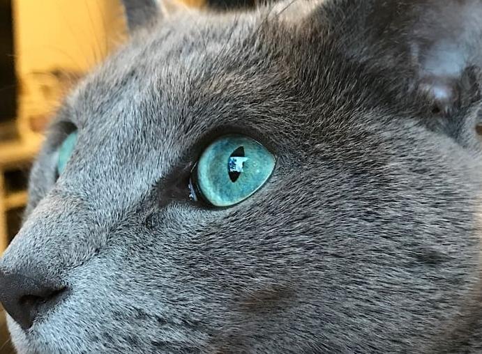 Mèo Russian Blue