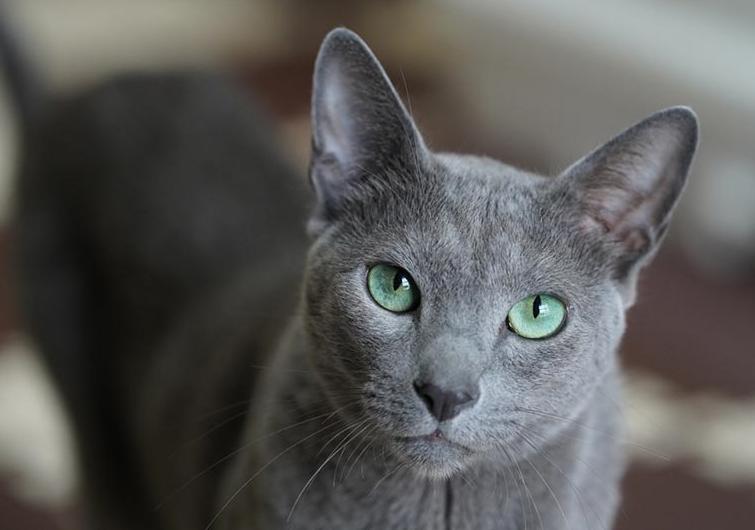 Mèo Russian Blue