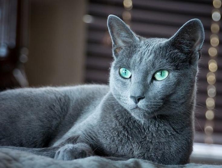 Mèo Russian Blue