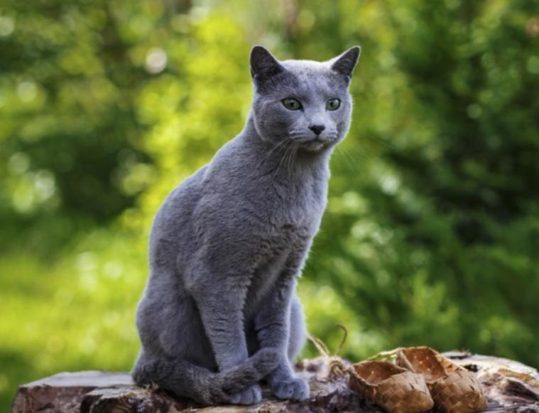 Mèo Russian Blue