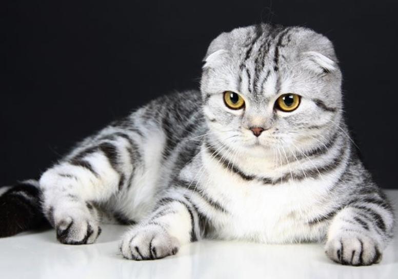 Mèo Scottish Fold