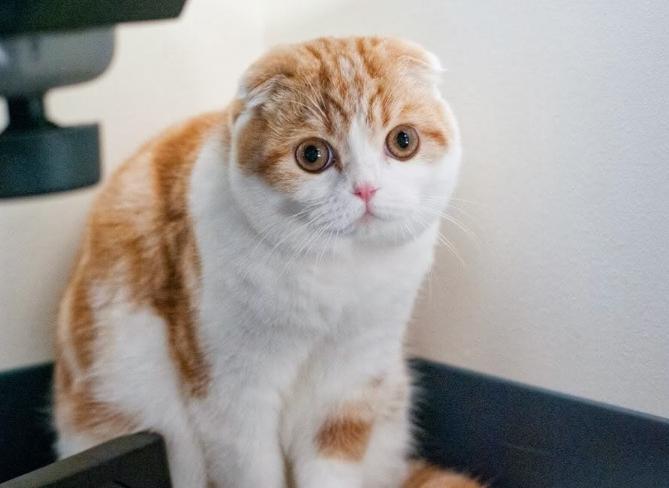Mèo Scottish Fold