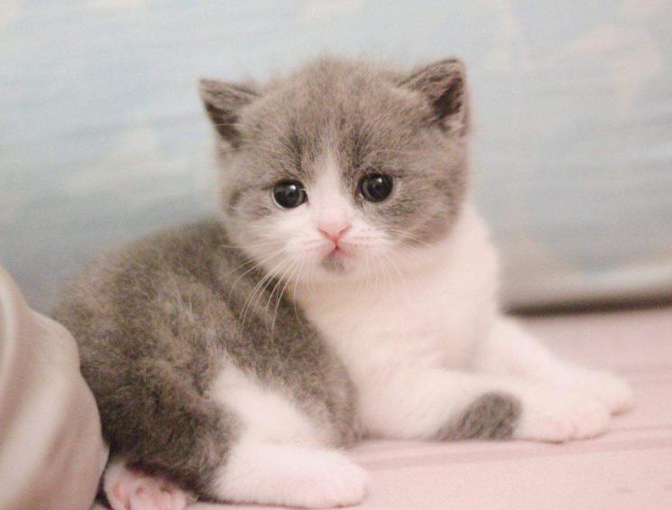 Mèo Scottish Fold