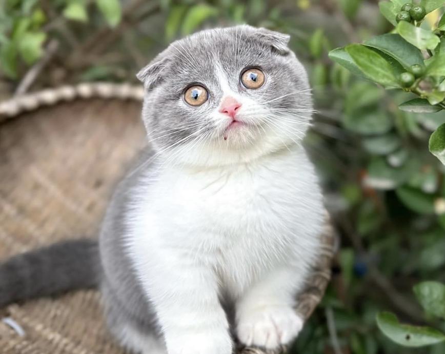 Mèo Scottish Fold