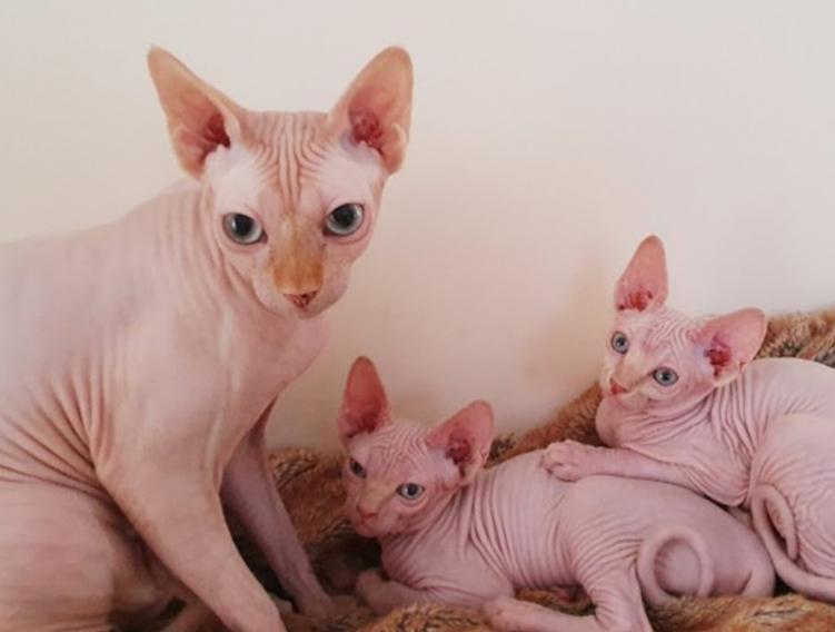 Mèo Sphynx