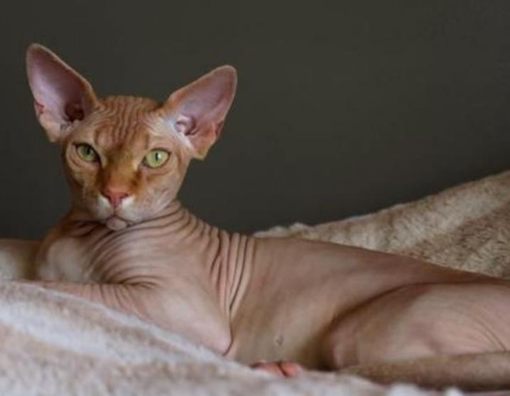 Mèo Sphynx