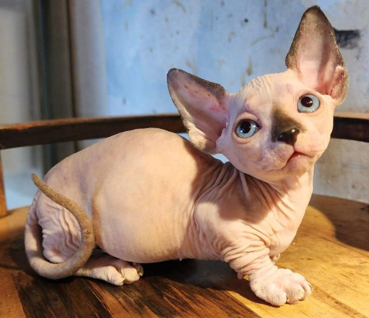 Mèo Sphynx
