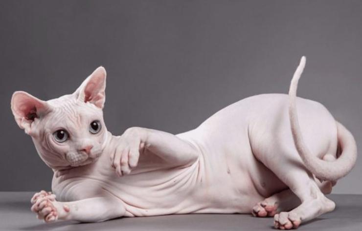 Mèo Sphynx
