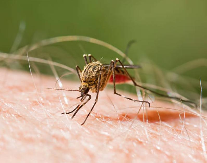Muỗi Anopheles
