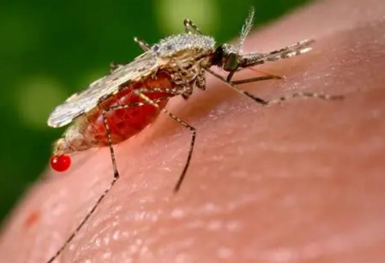 Muỗi Anopheles