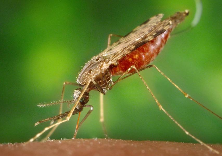 Muỗi Anopheles