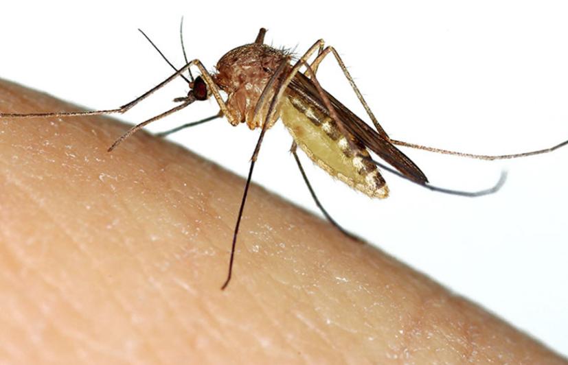 Muỗi Culex