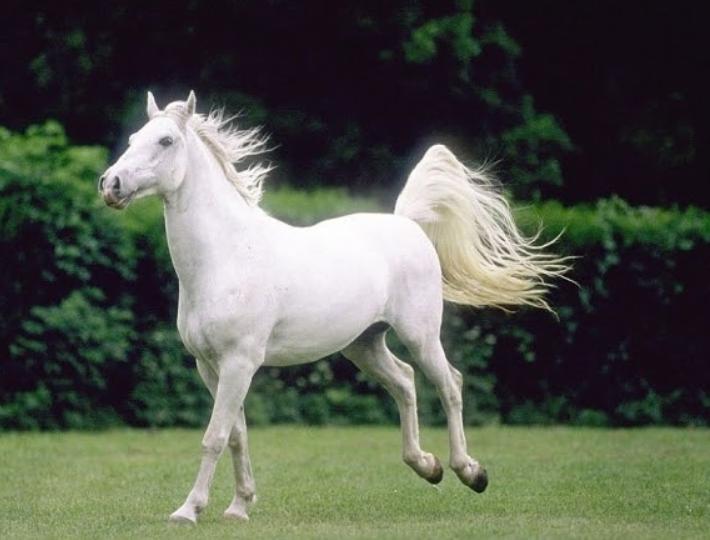 Ngựa Bạch