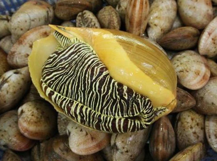 Ốc Giác