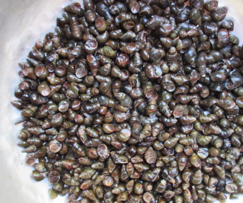 Ốc Vặn