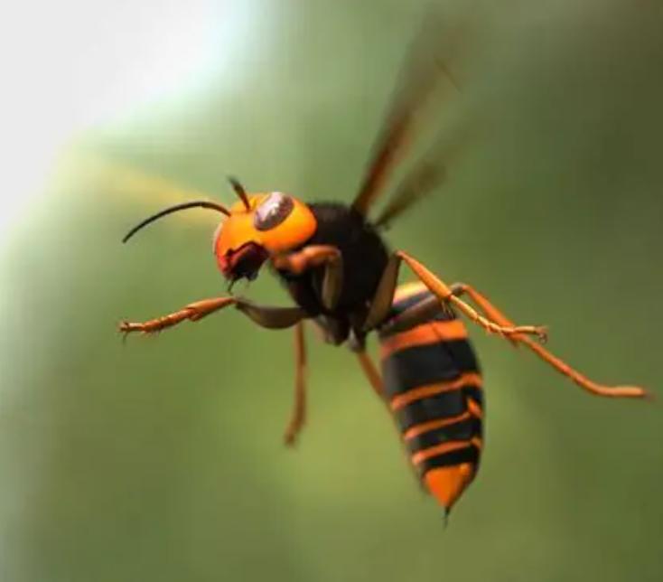 Ong Đất – Thông Tin, Đặc Điểm, Hành Vi, Sinh Thái Và Vai Trò Trong Tự Nhiên