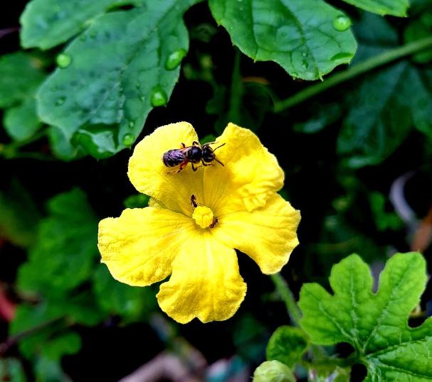 Ong Nội – Loài Ong Bản Địa Gắn Bó Lâu Đời Với Nông Nghiệp Việt Nam