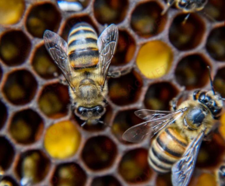 Ong Ruồi – Loài Ong Bản Địa Nhỏ Bé Nhưng Có Giá Trị Sinh Thái Cao