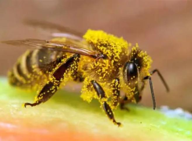 Ong Ý – Giống Ong Ngoại Nhập Giữ Vai Trò Chủ Lực Trong Nuôi Ong Hiện Đại