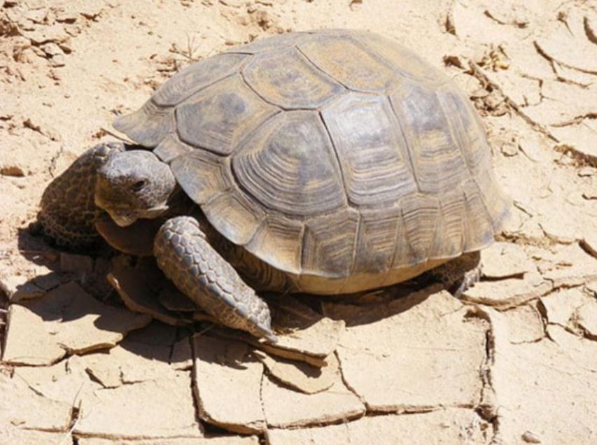 Rùa Sa Mạc