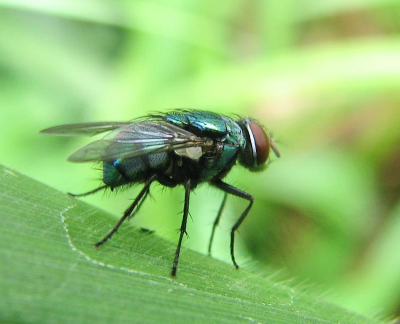 Ruồi Xanh