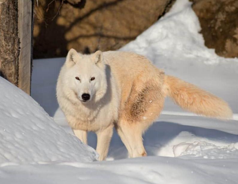 Sói Bắc Cực – Thông Tin Đặc Điểm, Hành Vi, Sinh Thái & Bảo Tồn