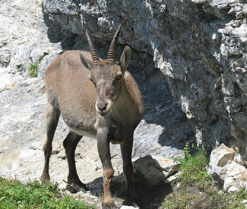 Sơn Dương Alps