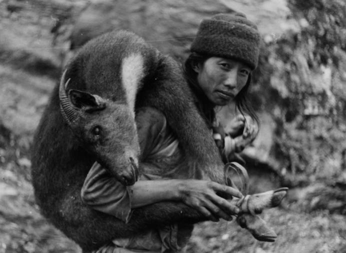 Sơn Dương Himalaya