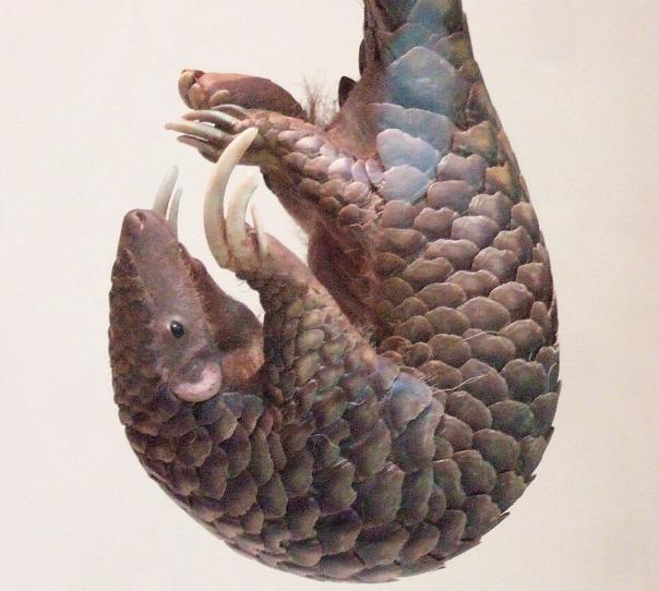 Tê Tê Trung Quốc