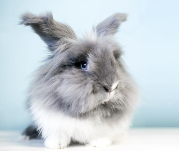Thỏ Lionhead
