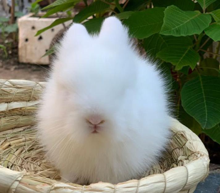 Thỏ Lionhead