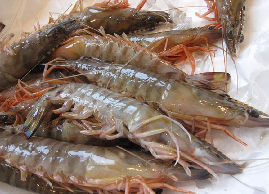 Tôm Biển – Loài Động Vật Giáp Xác Phổ Biến Ở Đại Dương