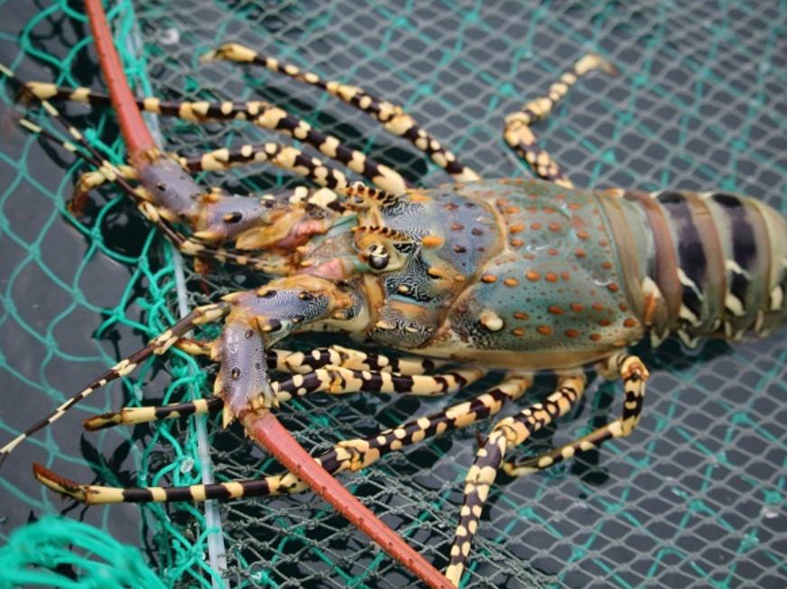 Tôm Hùm – Loài Động Vật Giáp Xác Lớn Sống Ở Biển