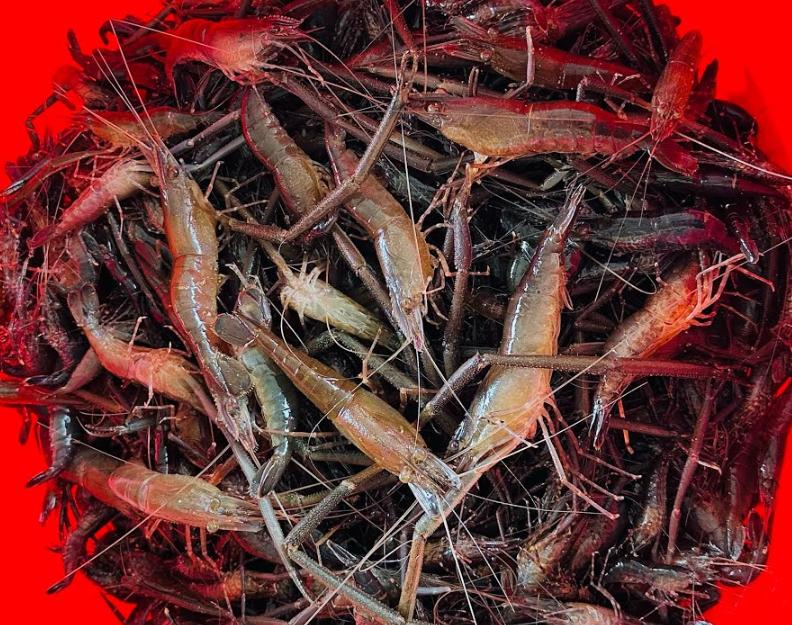 Tôm Suối