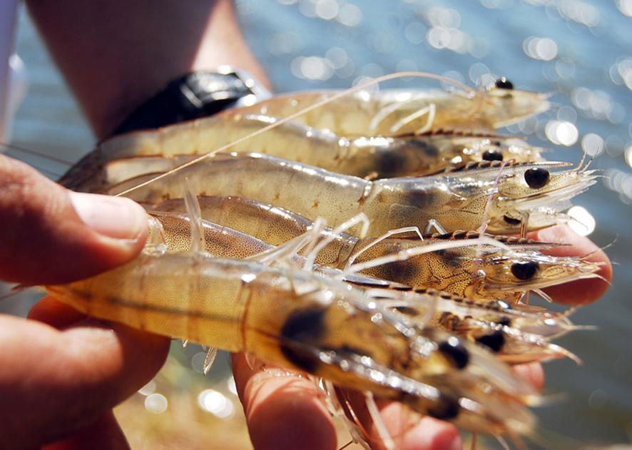 Tôm Thẻ – Loài Động Vật Giáp Xác Phổ Biến Ở Vùng Biển Và Ven Bờ