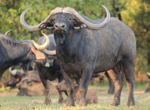 Trâu Rừng
